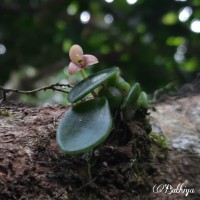 Bulbophyllum crassifolium Thwaites ex Trimen